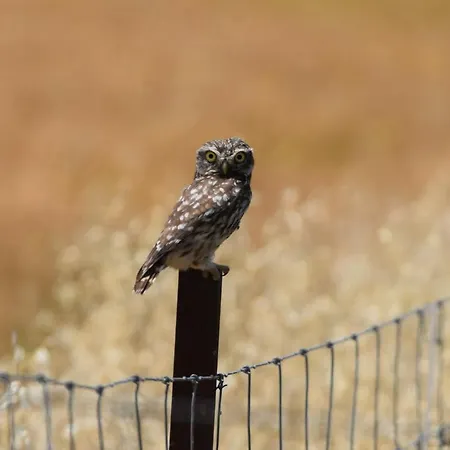 카사 루랄 돈 알바로 데 루나 컨트리하우스 *