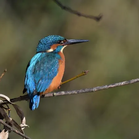 Casa Rural De Luna Kır Evi