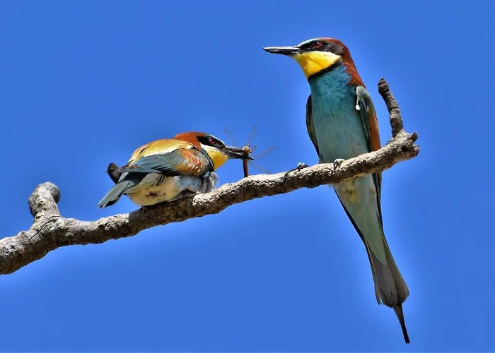 Landhuis De Luna Don Álvaro